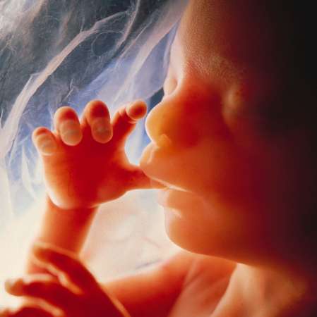 fetus at 12 weeks. Pro-Life
